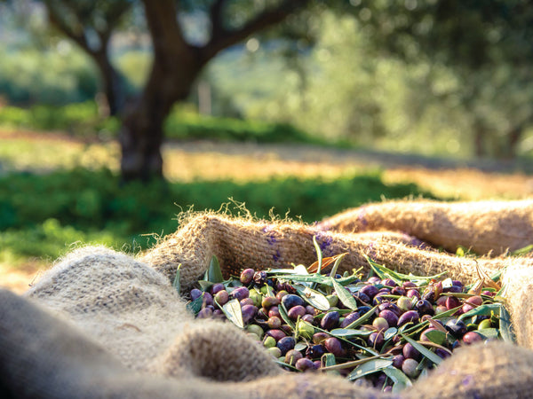 Debunking the Myths: Separating Fact from Fiction in the World of Olive Oil