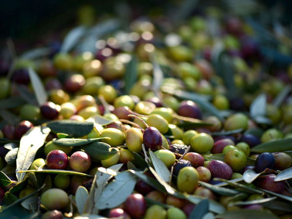 Embrace the Season with La Panza's Olive Oil Subscription!